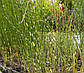 Очерет Табернемонтана Зебрина — Scirpus tabernaemontani Zebrinus доросла рослина, фото 2