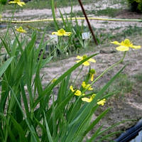 Лютик узколистный Грандифлора - Ranunculus lingua Grandiflora взрослое растение