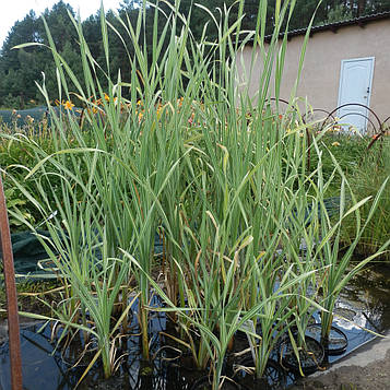 Рогоз широколистий Варієгата — Typha latifolia Variegata доросла рослина