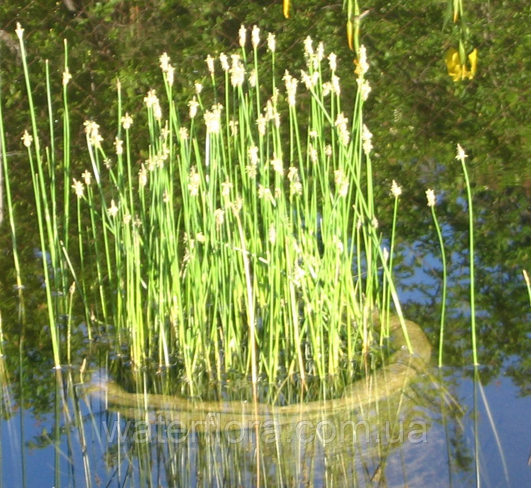 Світняг болотний — Eleoharis palustris доросла рослина