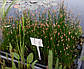 Світняг болотний — Eleoharis palustris доросла рослина, фото 2