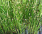 Світняг болотний — Eleoharis palustris доросла рослина, фото 3