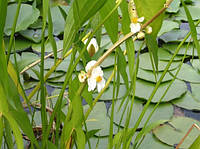 Стрелолист широколистный - Sagittaria latifolia взрослое растение