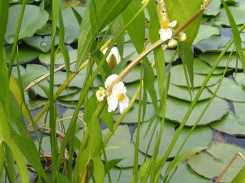 Стрілолист широколистий — Sagittaria latifolia доросла рослина