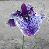 Ирис мечелистный Мармуроа - Iris ensata Marmuroa взрослое растение