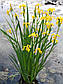 Ірис аіроподібний — Iris pseudacorus доросла рослина, фото 2