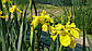 Ірис аіроподібний — Iris pseudacorus доросла рослина, фото 3