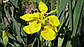 Ірис аіроподібний — Iris pseudacorus доросла рослина, фото 4