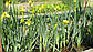 Ірис аіроподібний — Iris pseudacorus доросла рослина, фото 5