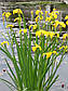 Ірис аіроподібний — Iris pseudacorus доросла рослина, фото 6
