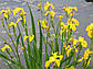Ірис аіроподібний — Iris pseudacorus доросла рослина, фото 7