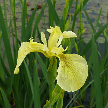 Ірис аіроподібний Бастарда — Iris pseudacorus bastardii доросла рослина