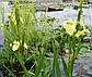 Ірис аіроподібний Бастарда — Iris pseudacorus bastardii доросла рослина, фото 2