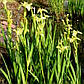 Ірис аіроподібний Бастарда — Iris pseudacorus bastardii доросла рослина, фото 4