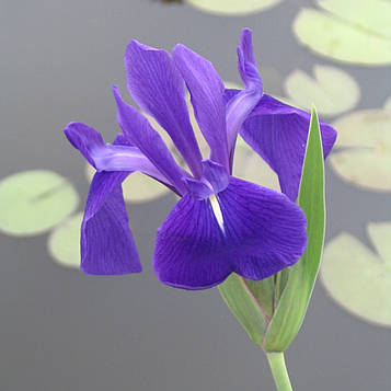 Ірис гладкий — Iris laevigata Голе коріння, 6, доросла рослина