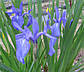 Ірис гладкий — Iris laevigata Голе коріння, 6, доросла рослина, фото 2