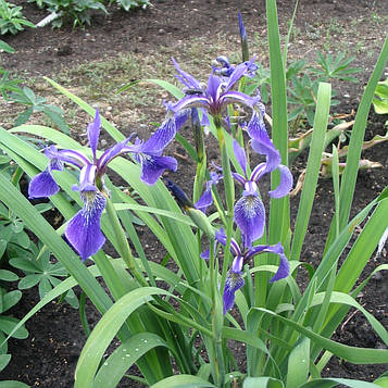 Ірис різнобарвний — Iris versicolor доросла рослина