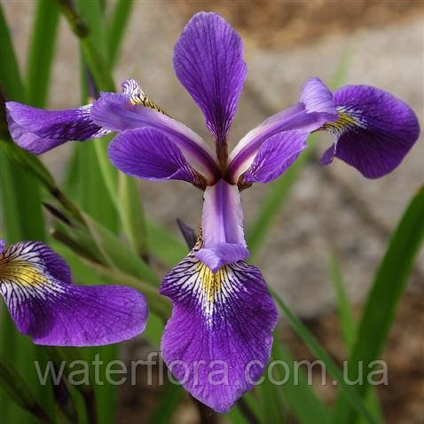 Ірис різнобарвний Дарк Аура — Iris versicolor Dark Aura доросла рослина