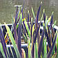 Ірис різнобарвний Дарк Аура — Iris versicolor Dark Aura доросла рослина, фото 2