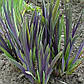 Ірис різнобарвний Дарк Аура — Iris versicolor Dark Aura доросла рослина, фото 3