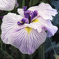Ирис мечелистный Сорцэрэрс Триумф - Iris ensata Sorcerer*s Triumph Голые корни, взрослое растение