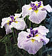 Ірис мечелистий Сорцерс Тріумф — Iris ensata Sorcerer*s Triumph Голе коріння, доросла рослина, фото 2