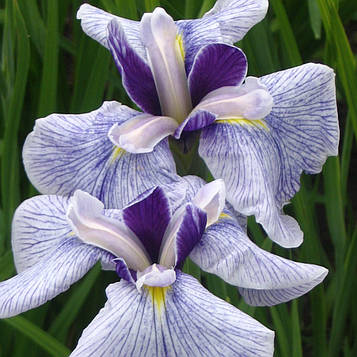 Ірис мечелистний Фортуна - Iris ensata Fortune Голе коріння, доросла рослина