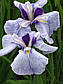 Ірис мечелистний Фортуна - Iris ensata Fortune Голе коріння, доросла рослина, фото 2