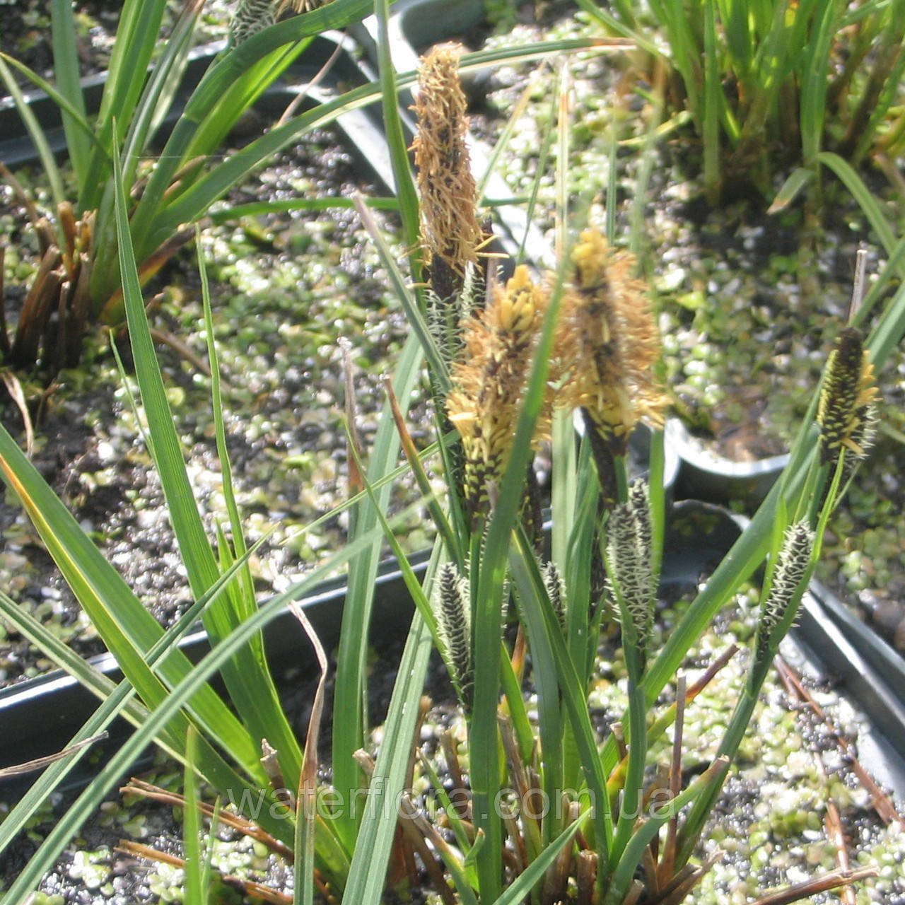 Осока темна — Carex nigra доросла рослина