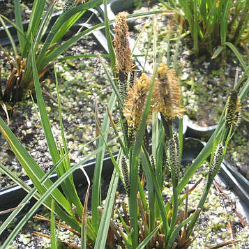 Осока темна — Carex nigra доросла рослина