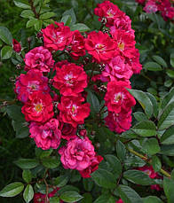 Троянда Лейпциг (Leipzig) Шраб, фото 2