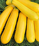 Насіння кабачків кущових Світозар 20 г ранньостиглий, фото 2