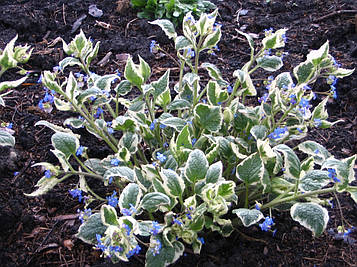 Брунера Пестролінсна — Brunnera Variegata