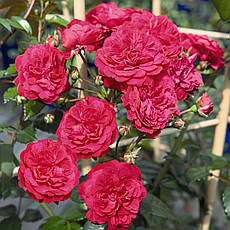 Троянда Лола Старлет Роуз (Lola Starlet Rose) Плетиста, фото 3