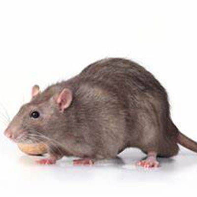 Пацюки, миші