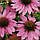 Насіння Квіти Ехінацея Пурпурова 0,5г  (Насіння України), фото 2