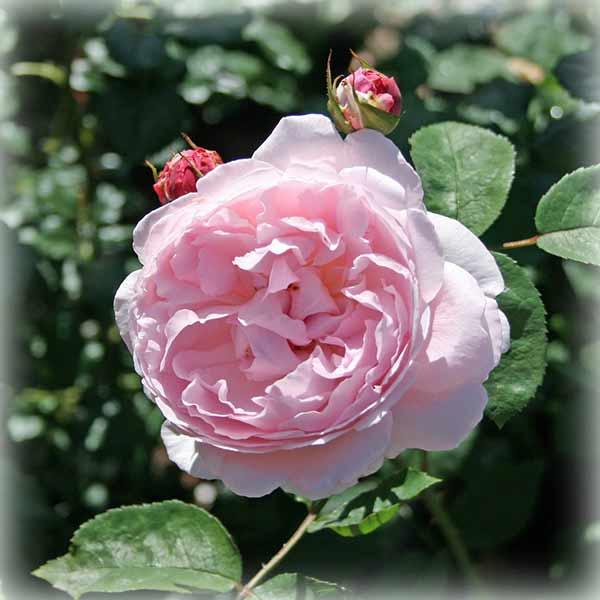 Троянда англійська Котедж Розе (Cottage Rose)