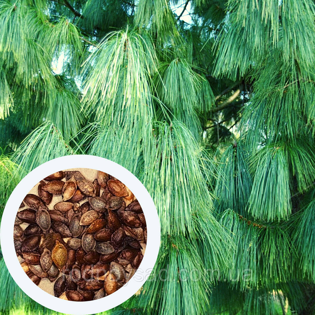 Сосна гімалайська насіння (20 шт) (Pinus wallichiana) бутанська синя або Валліха
