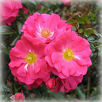 Роза почвопокровная Флауер Карпет / Хайдитраум (Flower Carpet / Heidetraum)