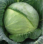 Насіння капусти білокачанної Харківська зимова 10 г пізня, фото 2