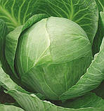 Насіння капусти білокачанної Українська осінь 10 г пізня, фото 2