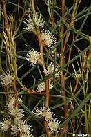 Хакея пустелі насіння - Хакея Мітчеллі насіння - Hakea mitchellii ( Hakea mulleriana)