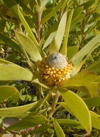 Leucadendron coniferum