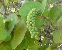 Кокколоба Ягодоносная семена - Coccoloba uvifera морской виноград