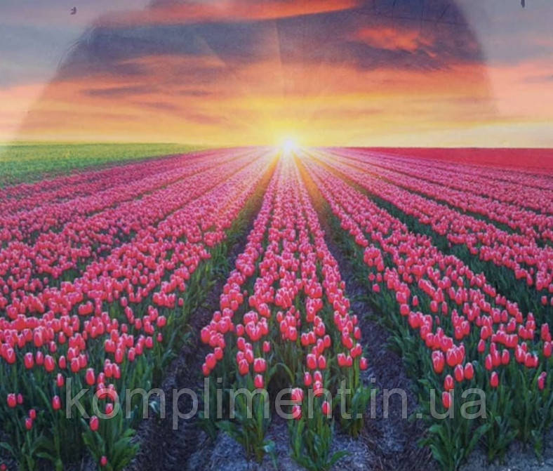 Картина за номерами "Поле тюльпанів" 40*50 см, кольори — акрил