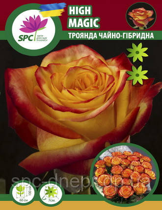 Троянди чайно-гібридна High Magic