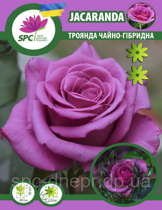 Троянда чайно-гібридна Jacaranda