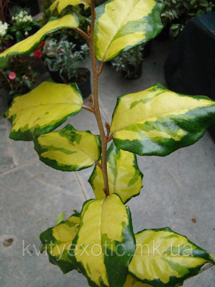 Елеагнус "Coastal Gold"
Elaeagnus Ebbingei "Coastal Gold".