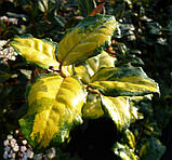 Елеагнус "Coastal Gold"
Elaeagnus Ebbingei "Coastal Gold"., фото 2