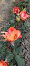 Троянда Мари Клер (Marie Claire) ч/г, фото 3